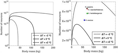 The Possible Role of Body Temperature in Modulating Brain and Body Sizes in Hominin Evolution